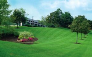 grass lawn at commercial property